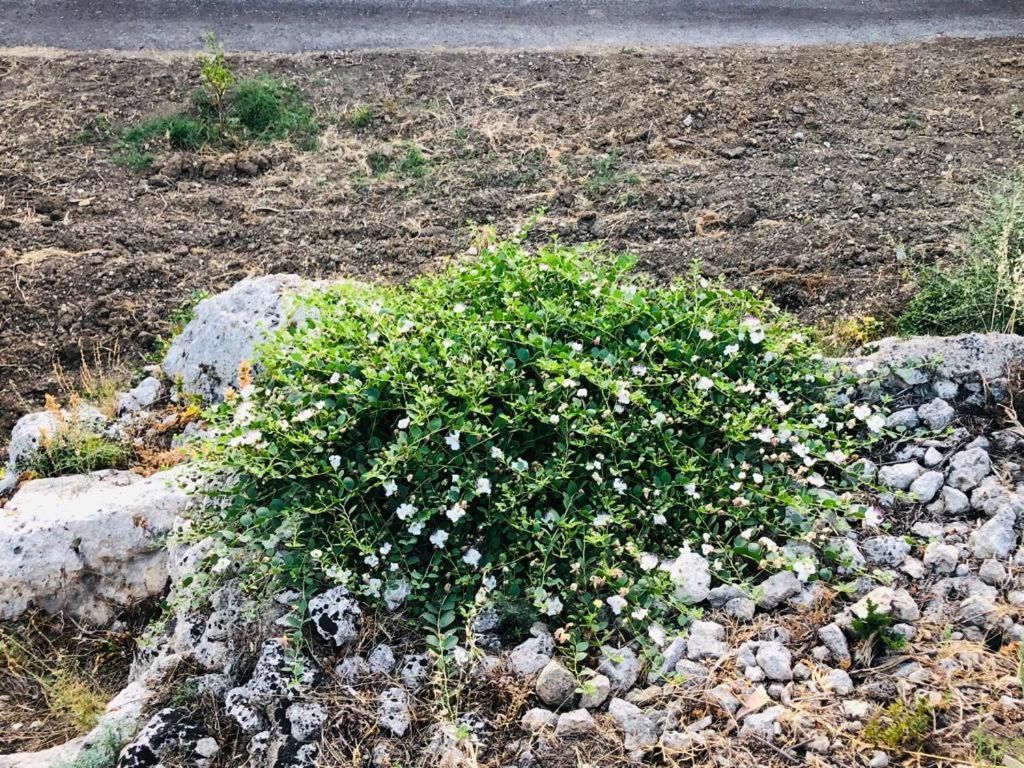 B&B Tenuta La Puntara كالتانيسيتا المظهر الخارجي الصورة
