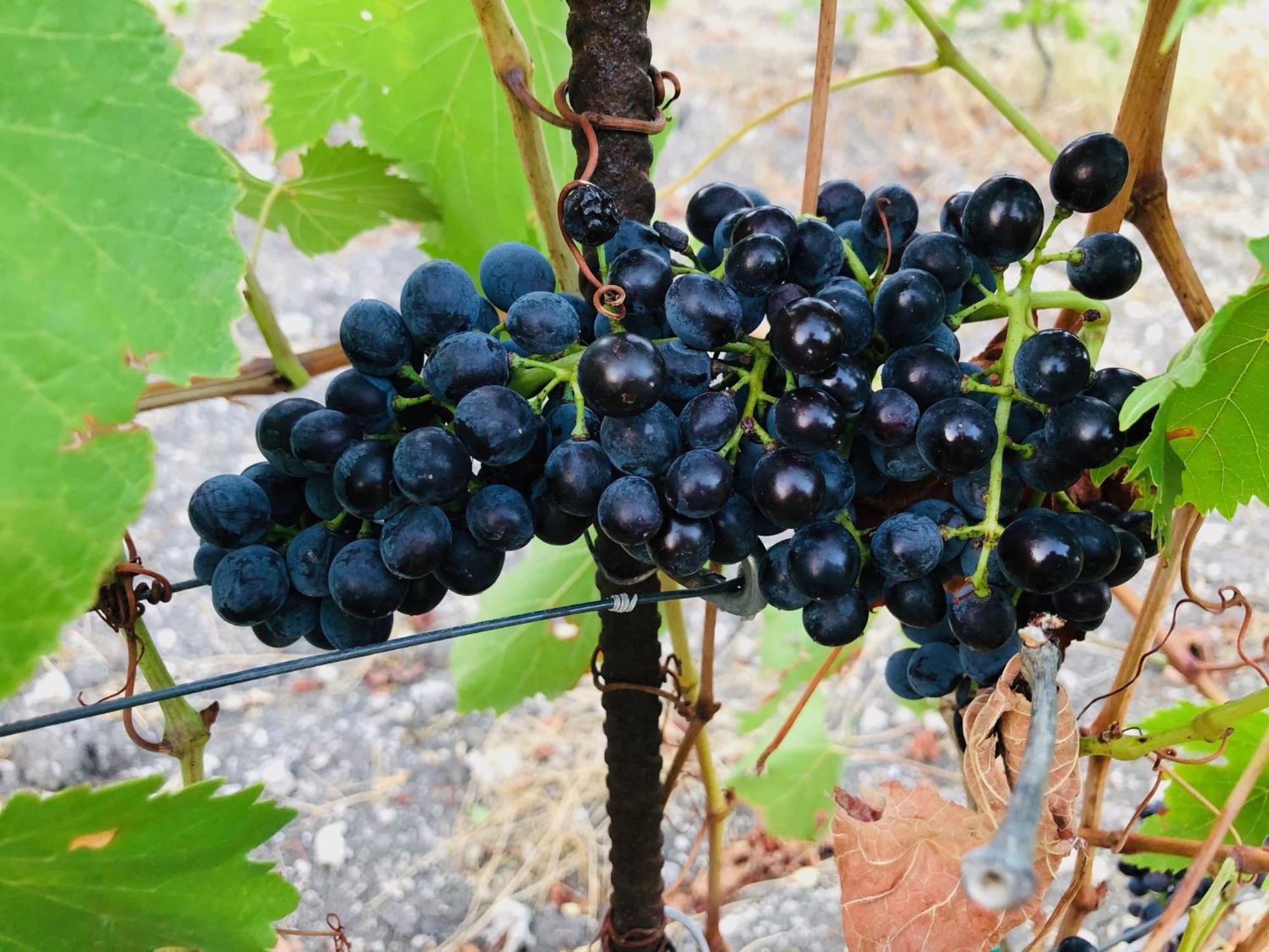 B&B Tenuta La Puntara كالتانيسيتا المظهر الخارجي الصورة